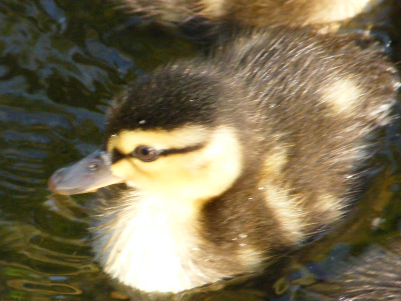 mamma anatra(germano reale)